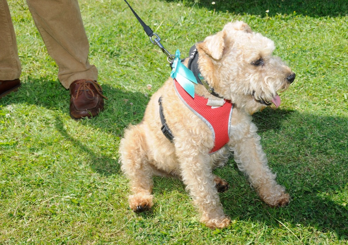 Fete 2017 Oscar, Dog Show Entrant